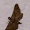 Moth