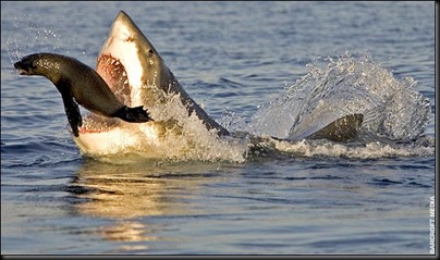 SHARK0~4