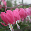 Old Fashioned Bleeding Heart