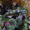 Rock goby