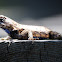 Eastern Fence Lizard