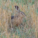 European Hare
