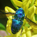 Cuckoo Wasp