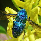 Cuckoo Wasp