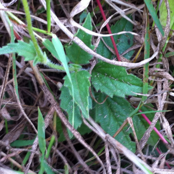 Spotting Image 1