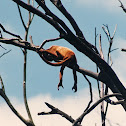 red howler monkey