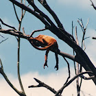 red howler monkey