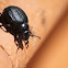 Pimelia sp. Beetle