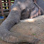 India Elephant