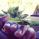 Katydid