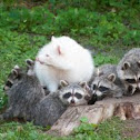Albino Raccoon