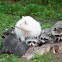 Albino Raccoon