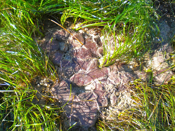 Spotting Image 1