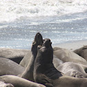 Eléphants de mer