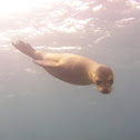 Sea Lion