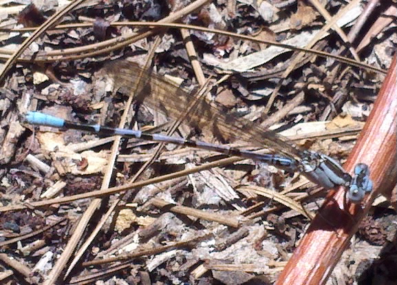 Spotting Image 1