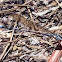Blue Eyed Darner
