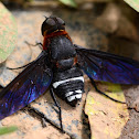 Bee fly