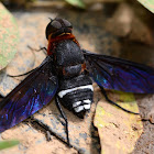 Bee fly