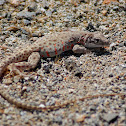 Long-nosed leopard lizard
