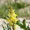 Common Toadflax