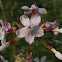 Common Soapwort