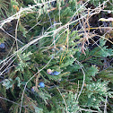 Creeping juniper