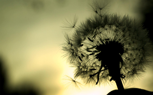 How to mod Dandelion Live Wallpaper 1.0 apk for pc