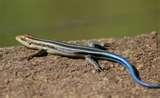 [salamander[2].jpg]