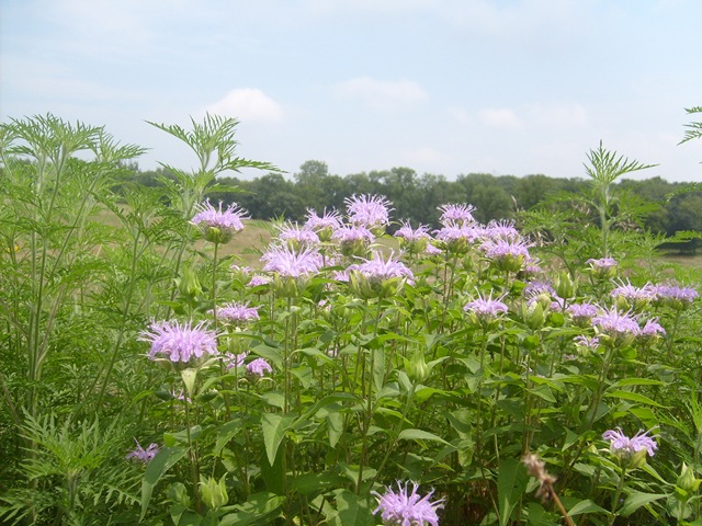 [missouri 032[5].jpg]