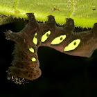 Sphinx moth caterpillar