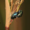Chrysomelidae beetle