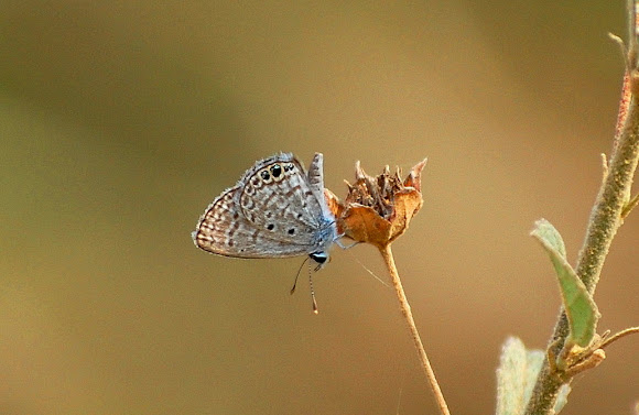 Spotting Image 1
