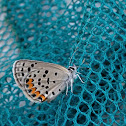 Acmon Blue