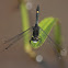 Dot-tailed Whiteface