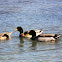 Mallard