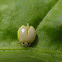 Illeis cincta