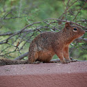 Rock squirrel
