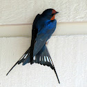 Barn Swallow