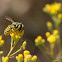 Leafcutter Bee