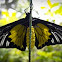 Magellan Birdwing