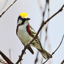 Chestnut-sided Warbler (male)