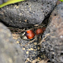Velvet Ant