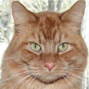 Purring Cat.apk 1.0