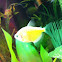 GloFish Electric Green Tetra