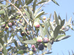 P1180014.JPG