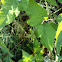 poison ivy
