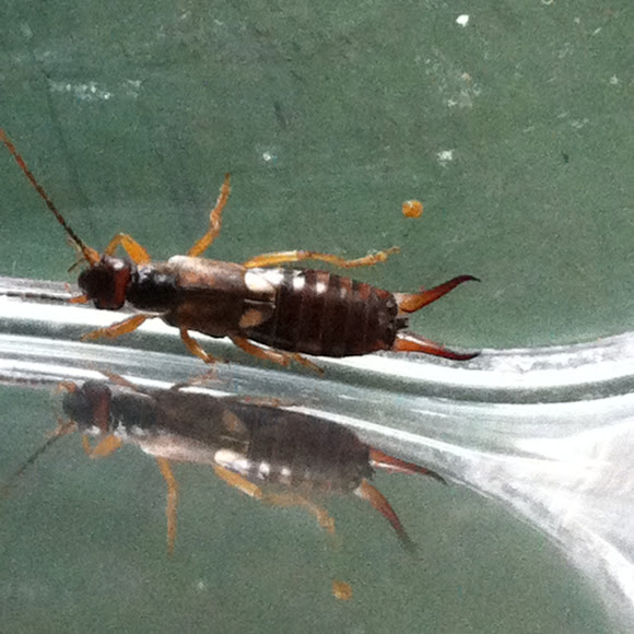 Spotting Image 1