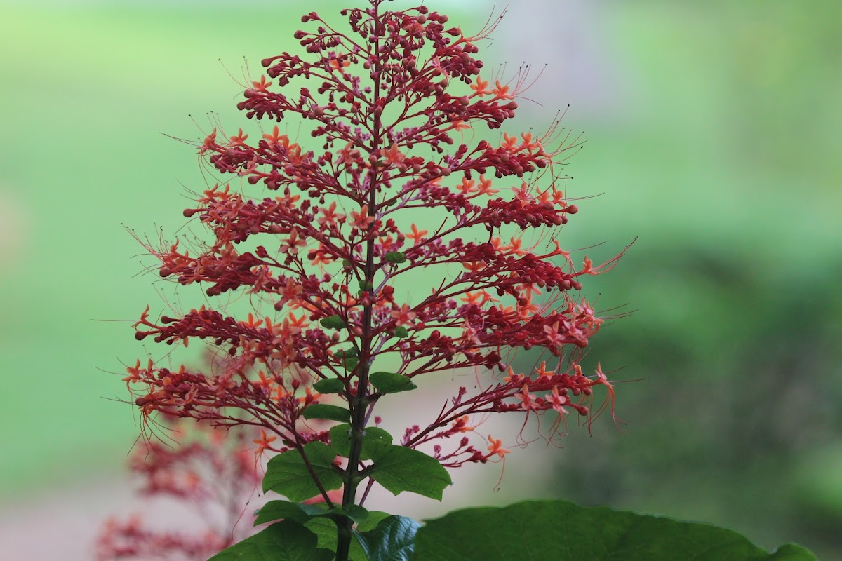 Japanese Glorybower
