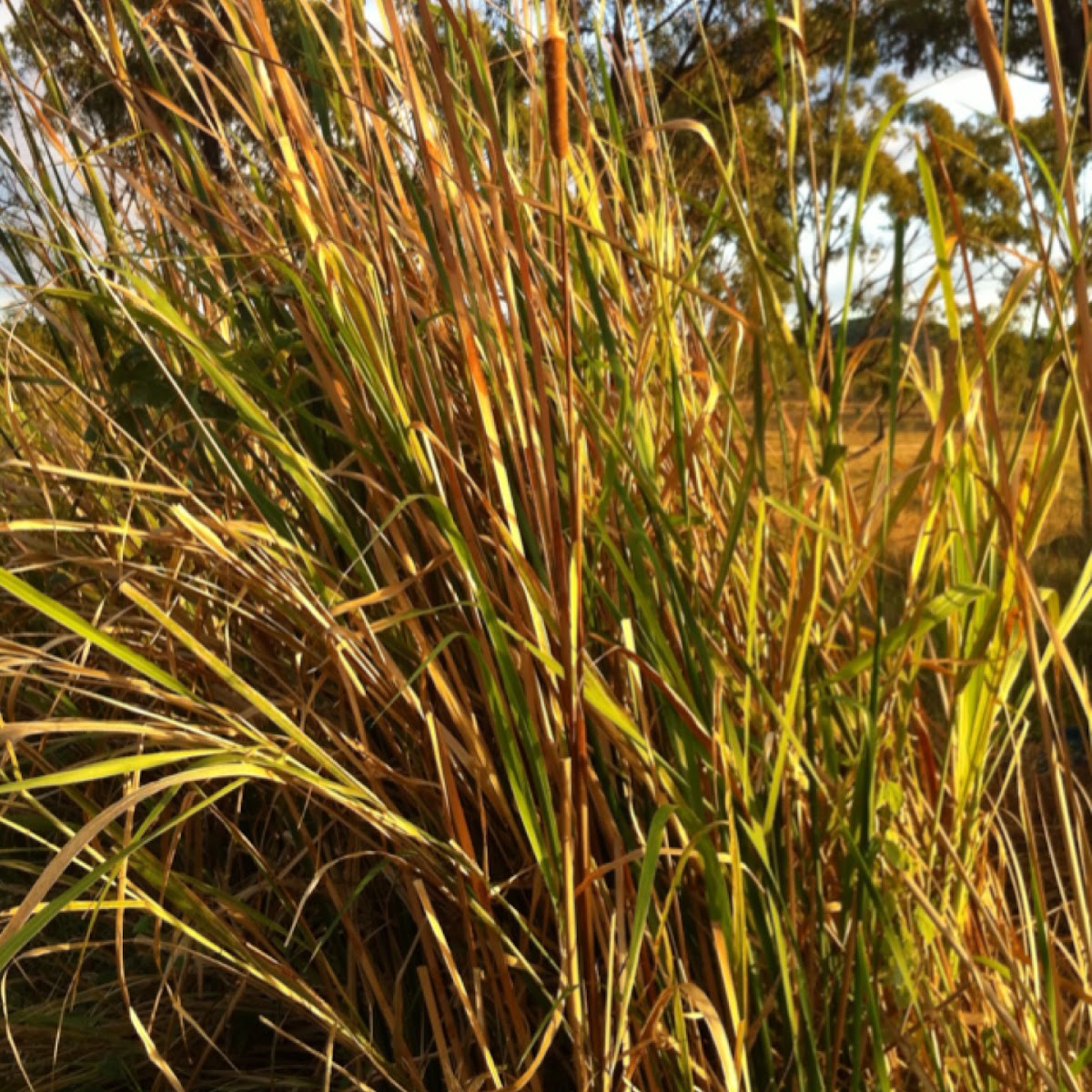 Bulrushes
